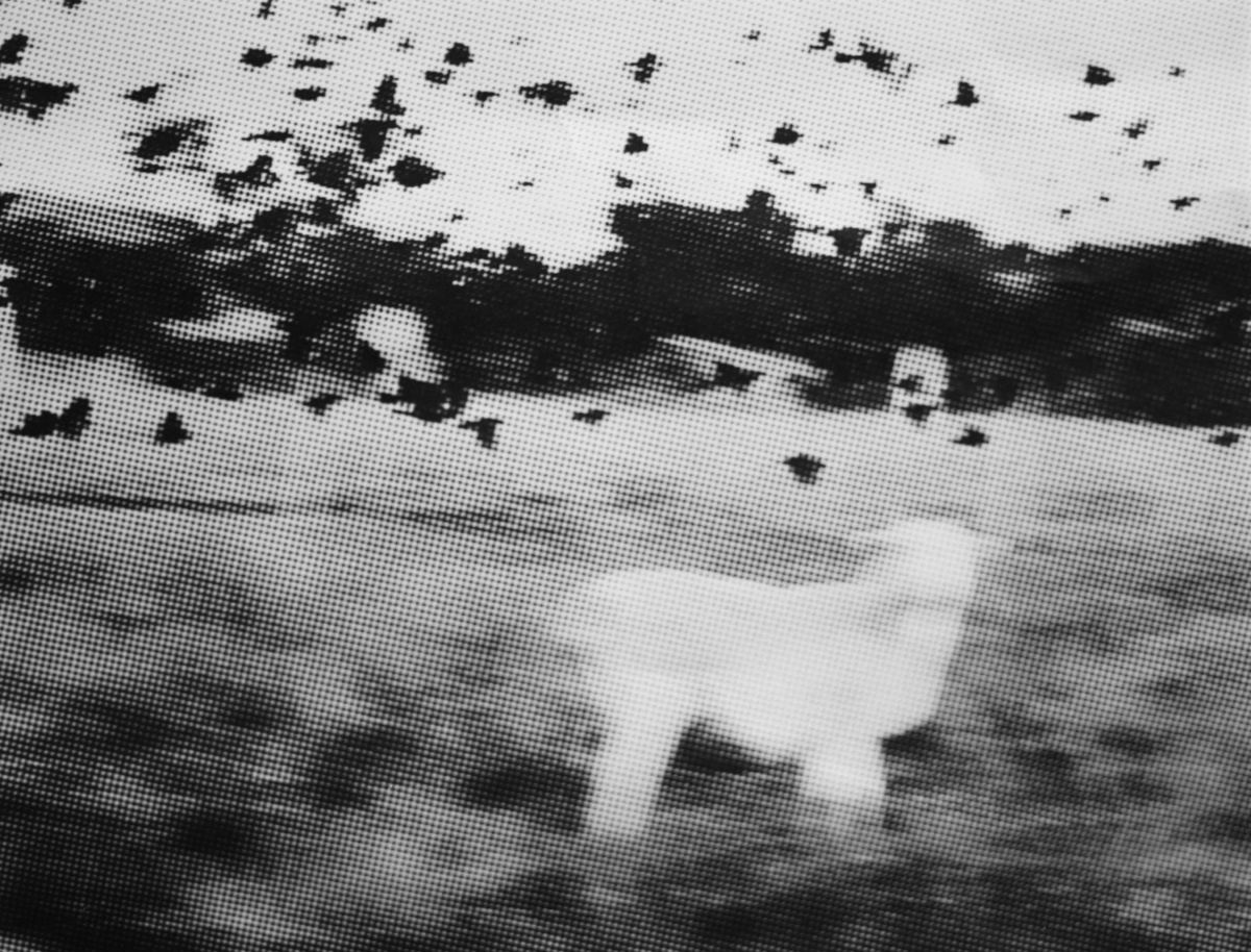 photograph of blurry print of a sheep in a field with black birds, with screenprint effect